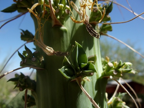 agave pupps.JPG